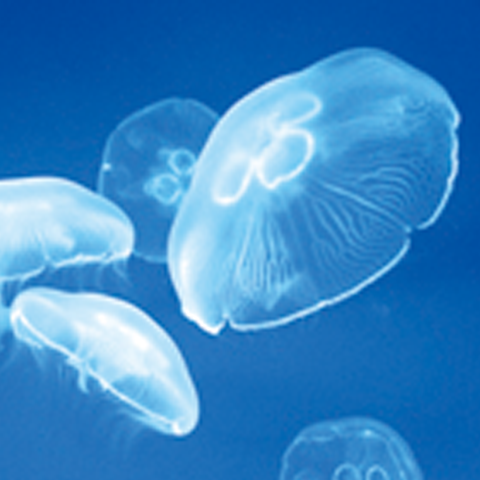 Moisturizes with natural collagen derived from jellyfish and E-Mine®.